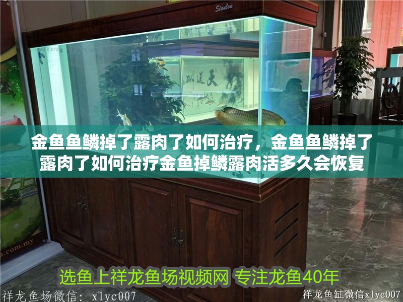 金魚魚鱗掉了露肉了如何治療，金魚魚鱗掉了露肉了如何治療金魚掉鱗露肉活多久會恢復