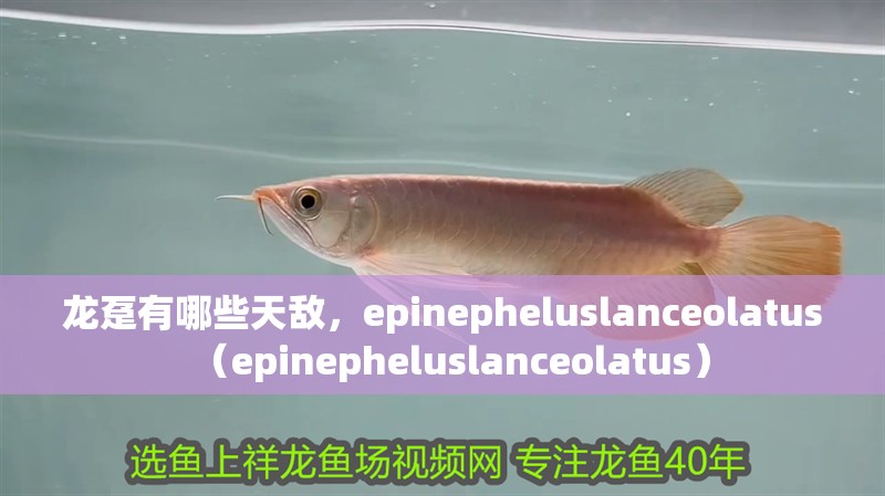 龍躉有哪些天敵，epinepheluslanceolatus（epinepheluslanceolatus）