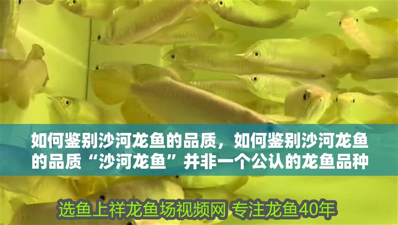 如何鑒別沙河龍魚的品質(zhì)，如何鑒別沙河龍魚的品質(zhì)“沙河龍魚”并非一個(gè)公認(rèn)的龍魚品種或分類術(shù)語(yǔ)