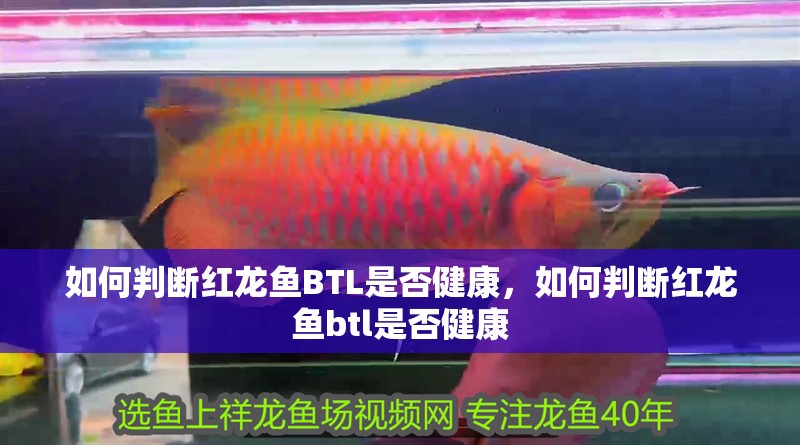 如何判斷紅龍魚BTL是否健康，如何判斷紅龍魚btl是否健康