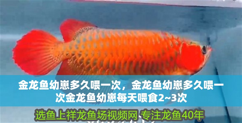 金龍魚幼崽多久喂一次，金龍魚幼崽多久喂一次金龍魚幼崽每天喂食2~3次
