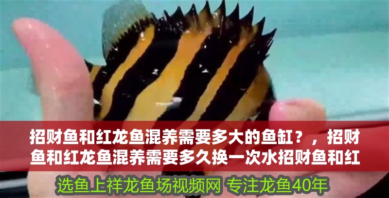 招財魚和紅龍魚混養需要多大的魚缸？，招財魚和紅龍魚混養需要多久換一次水招財魚和紅龍魚混養