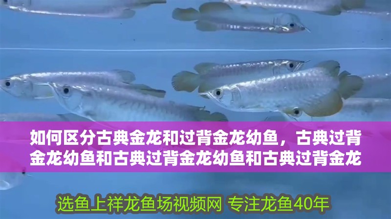 如何區(qū)分古典金龍和過背金龍幼魚,古典過背金龍幼魚和古典過背金龍幼魚和古典過背金龍幼魚