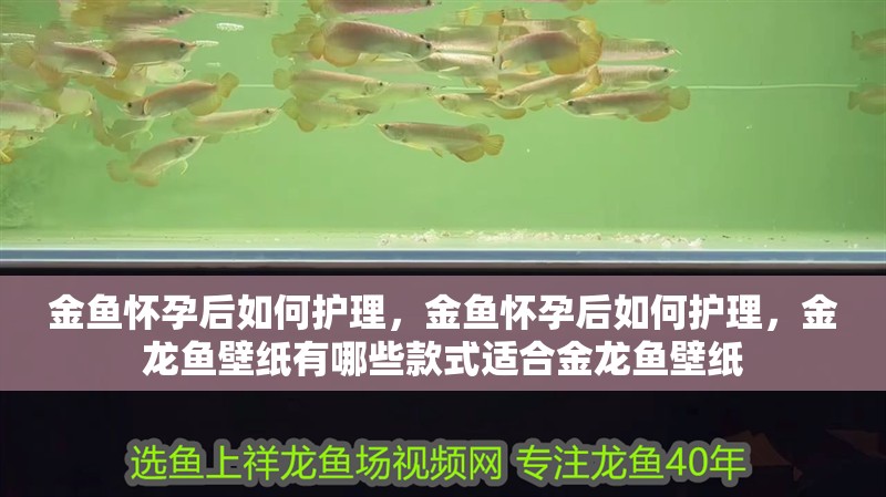 金魚懷孕后如何護理，金魚懷孕后如何護理，金龍魚壁紙有哪些款式適合金龍魚壁紙