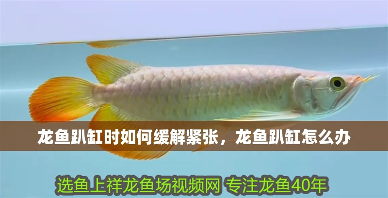 龍魚趴缸時如何緩解緊張，龍魚趴缸怎么辦
