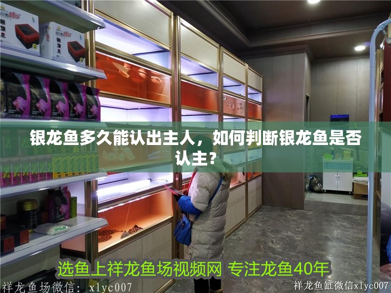 銀龍魚多久能認出主人，如何判斷銀龍魚是否認主？