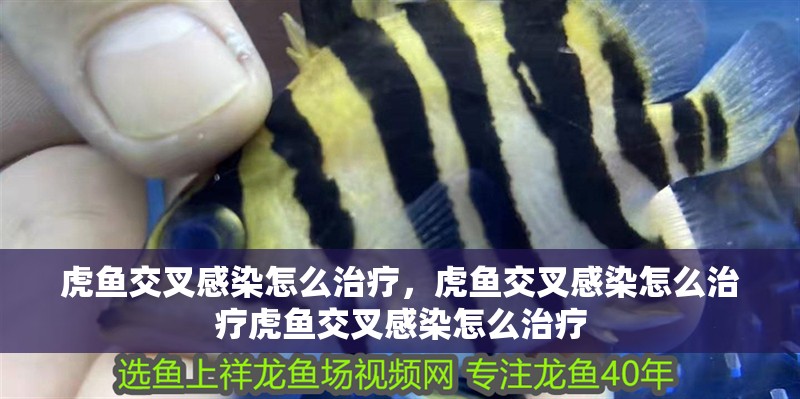 虎魚交叉感染怎么治療，虎魚交叉感染怎么治療虎魚交叉感染怎么治療