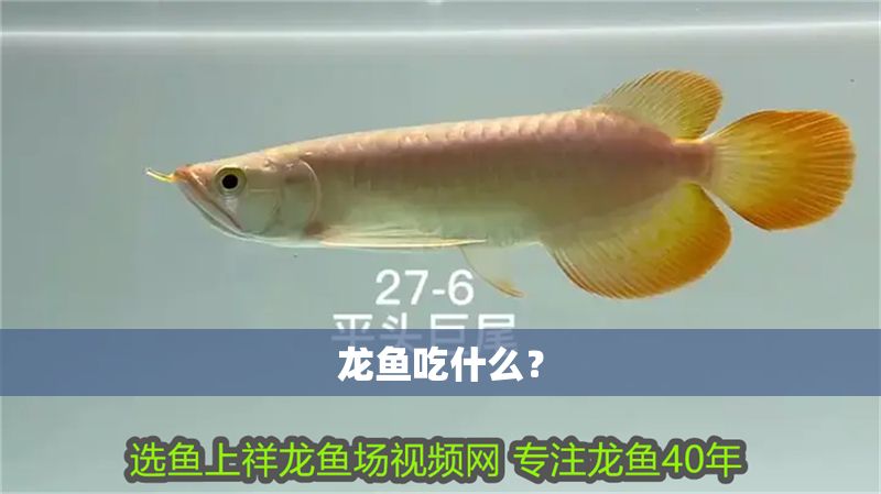 龍魚吃什么？