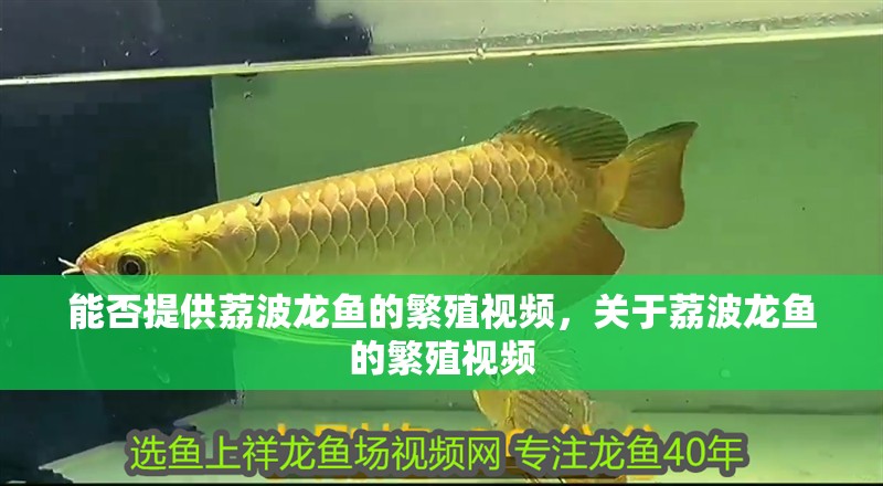 能否提供荔波龍魚的繁殖視頻，關(guān)于荔波龍魚的繁殖視頻