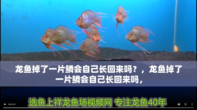 龍魚掉了一片鱗會自己長回來嗎？，龍魚掉了一片鱗會自己長回來嗎，