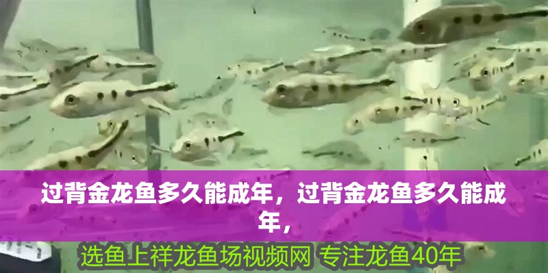 過背金龍魚多久能成年，過背金龍魚多久能成年，