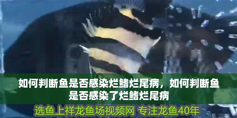 如何判斷魚是否感染爛鰭爛尾病，如何判斷魚是否感染了爛鰭爛尾病