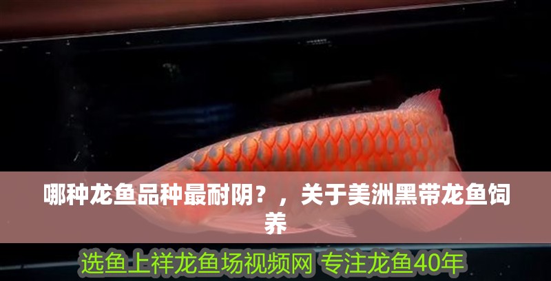 哪種龍魚品種最耐陰？，關于美洲黑帶龍魚飼養