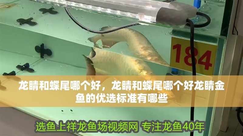 龍睛和蝶尾哪個好，龍睛和蝶尾哪個好龍睛金魚的優選標準有哪些