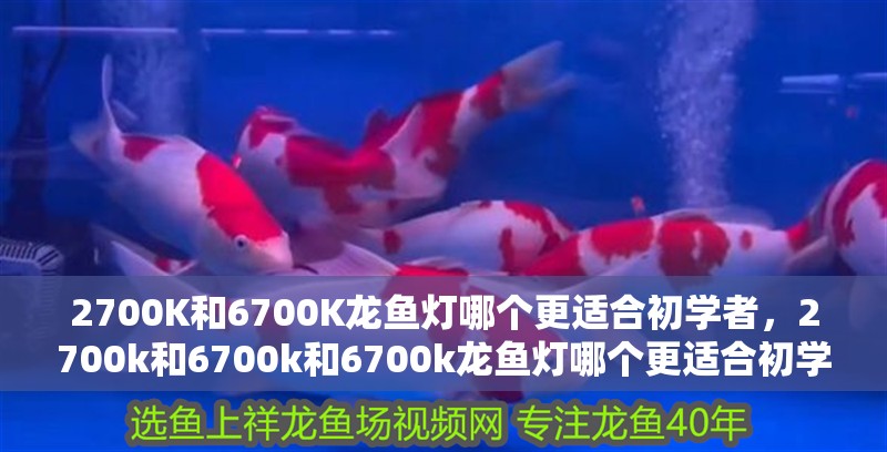 2700K和6700K龍魚燈哪個更適合初學者，2700k和6700k和6700k龍魚燈哪個更適合初學者