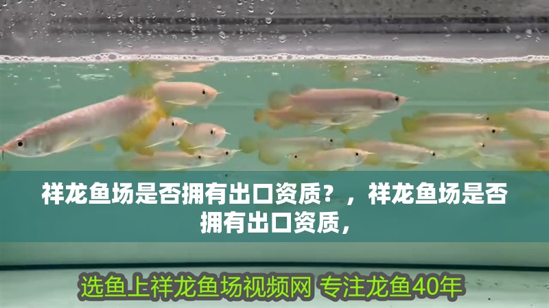 祥龍魚場是否擁有出口資質？，祥龍魚場是否擁有出口資質，