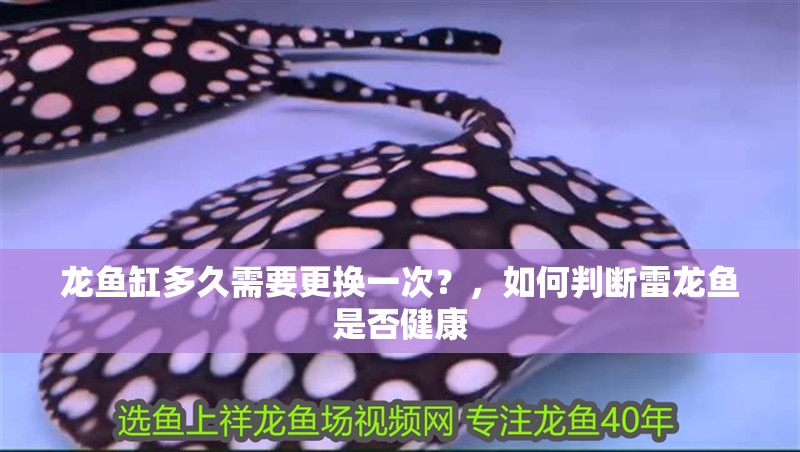 龍魚缸多久需要更換一次？，如何判斷雷龍魚是否健康