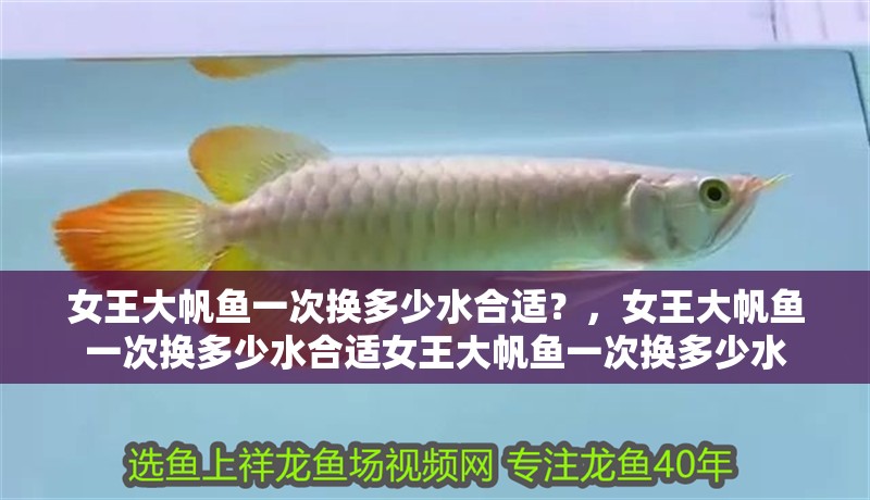 女王大帆魚一次換多少水合適？，女王大帆魚一次換多少水合適女王大帆魚一次換多少水
