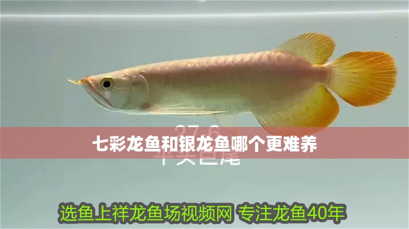 七彩龍魚(yú)和銀龍魚(yú)哪個(gè)更難養(yǎng)