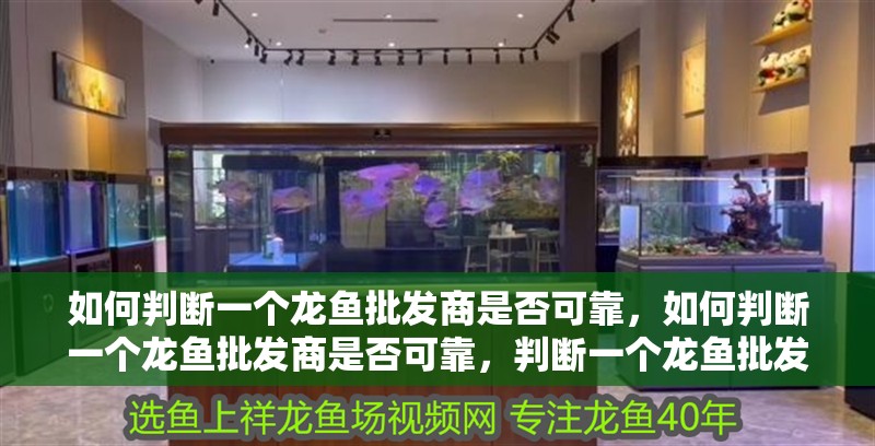 如何判斷一個龍魚批發商是否可靠，如何判斷一個龍魚批發商是否可靠，判斷一個龍魚批發商是否可靠