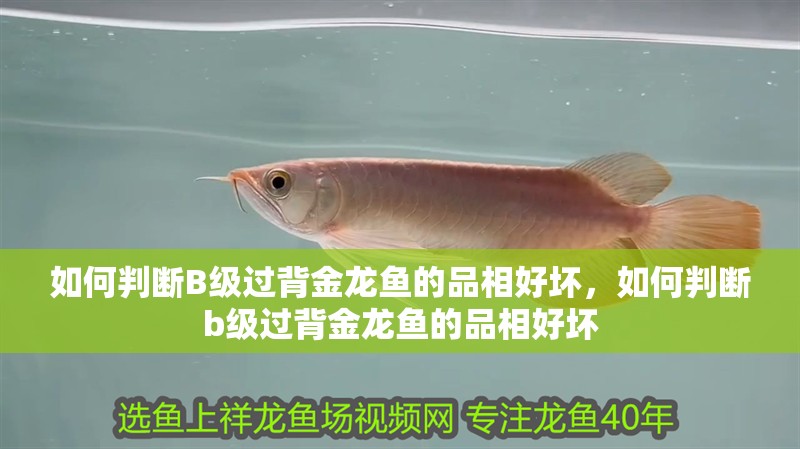 如何判斷B級過背金龍魚的品相好壞，如何判斷b級過背金龍魚的品相好壞