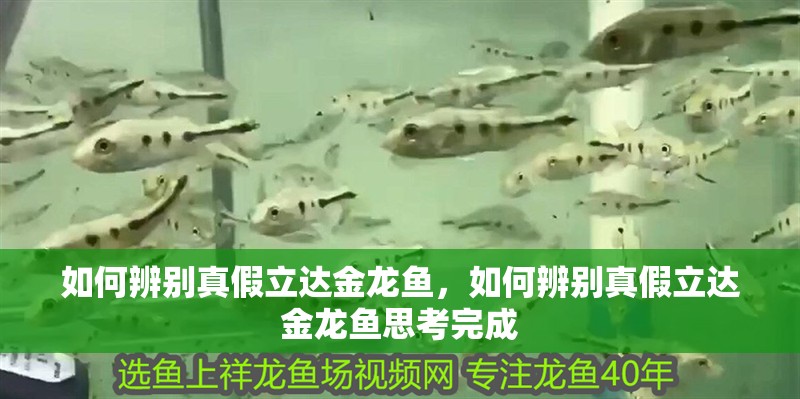 如何辨別真假立達金龍魚，如何辨別真假立達金龍魚思考完成