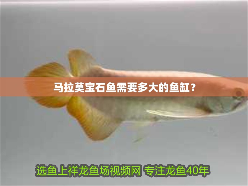 馬拉莫寶石魚需要多大的魚缸？