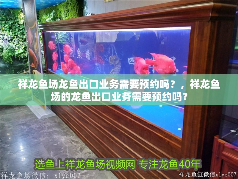 祥龍魚場龍魚出口業(yè)務(wù)需要預(yù)約嗎？，祥龍魚場的龍魚出口業(yè)務(wù)需要預(yù)約嗎？
