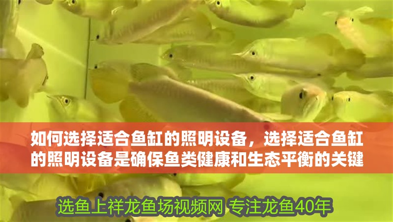 如何選擇適合魚缸的照明設備，選擇適合魚缸的照明設備是確保魚類健康和生態平衡的關鍵因素