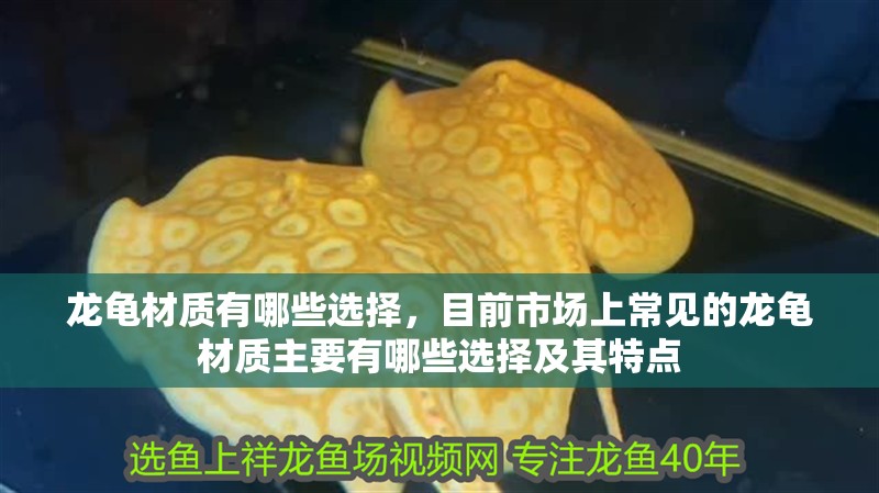 龍龜材質有哪些選擇，目前市場上常見的龍龜材質主要有哪些選擇及其特點