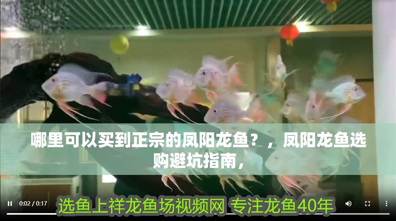 哪里可以買到正宗的鳳陽(yáng)龍魚？，鳳陽(yáng)龍魚選購(gòu)避坑指南，