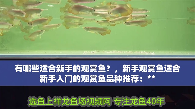有哪些適合新手的觀賞魚？，新手觀賞魚適合新手入門的觀賞魚品種推薦：**