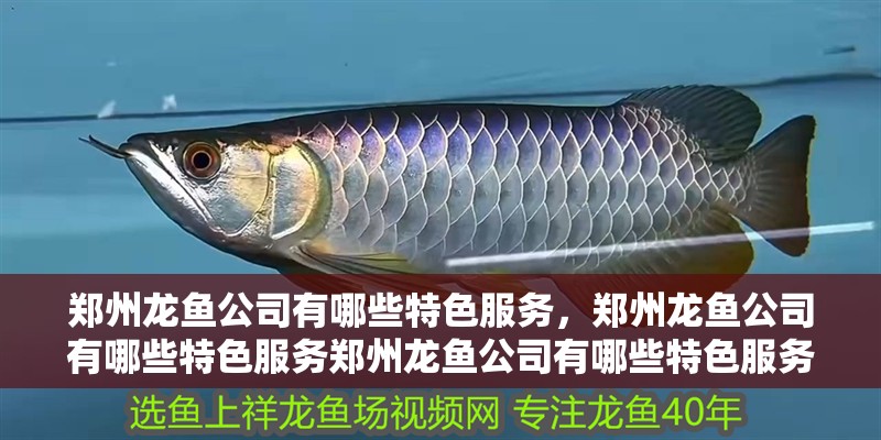 鄭州龍魚公司有哪些特色服務，鄭州龍魚公司有哪些特色服務鄭州龍魚公司有哪些特色服務