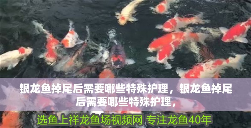 銀龍魚掉尾后需要哪些特殊護(hù)理，銀龍魚掉尾后需要哪些特殊護(hù)理，