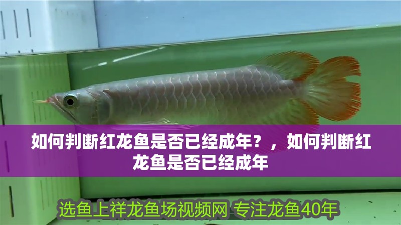 如何判斷紅龍魚是否已經成年？，如何判斷紅龍魚是否已經成年