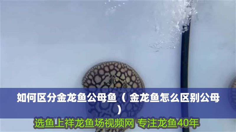 如何區分金龍魚公母魚（ 金龍魚怎么區別公母）