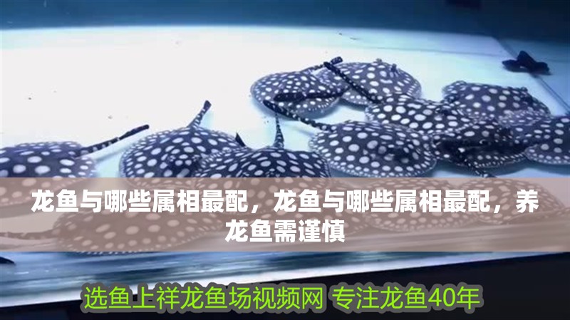 龍魚與哪些屬相最配，龍魚與哪些屬相最配，養龍魚需謹慎