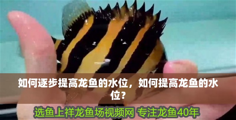 如何逐步提高龍魚的水位，如何提高龍魚的水位？