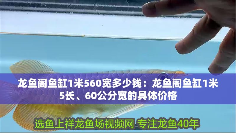 龍魚閣魚缸1米560寬多少錢：龍魚閣魚缸1米5長、60公分寬的具體價格 龍魚閣魚缸1米560寬多少錢：龍魚閣魚缸1米5長、60公分寬的具體價格 龍魚百科 第2張
