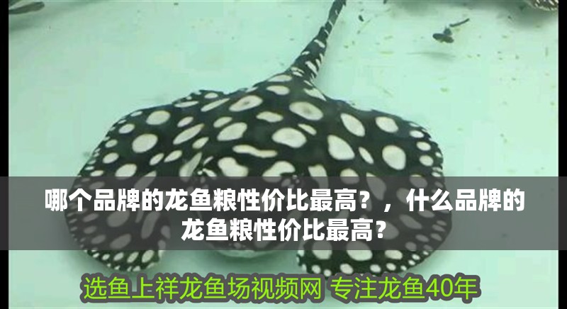 哪個品牌的龍魚糧性價比最高？，什么品牌的龍魚糧性價比最高？