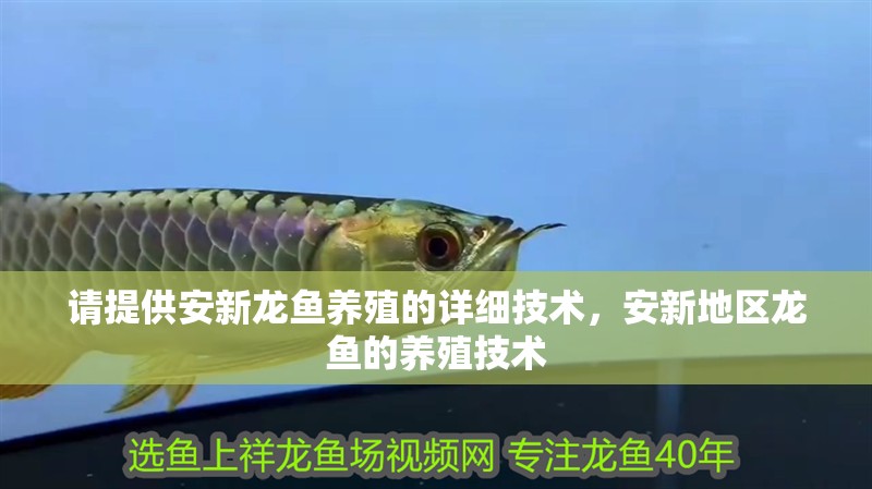 請提供安新龍魚養殖的詳細技術，安新地區龍魚的養殖技術