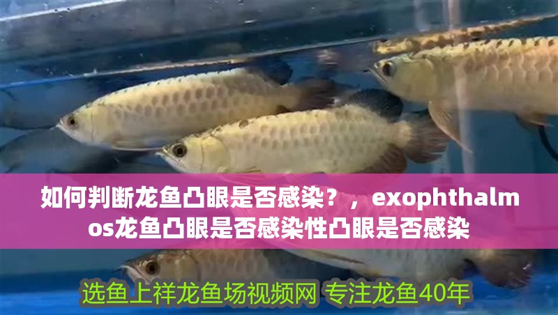 如何判斷龍魚凸眼是否感染？，exophthalmos龍魚凸眼是否感染性凸眼是否感染