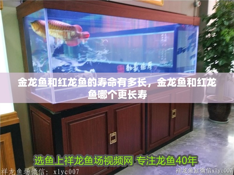 金龍魚和紅龍魚的壽命有多長，金龍魚和紅龍魚哪個(gè)更長壽