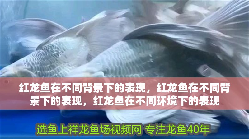 紅龍魚在不同背景下的表現，紅龍魚在不同背景下的表現，紅龍魚在不同環境下的表現
