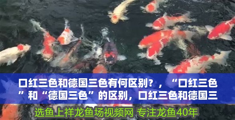 口紅三色和德國三色有何區別？，“口紅三色”和“德國三色”的區別，口紅三色和德國三色有何區別