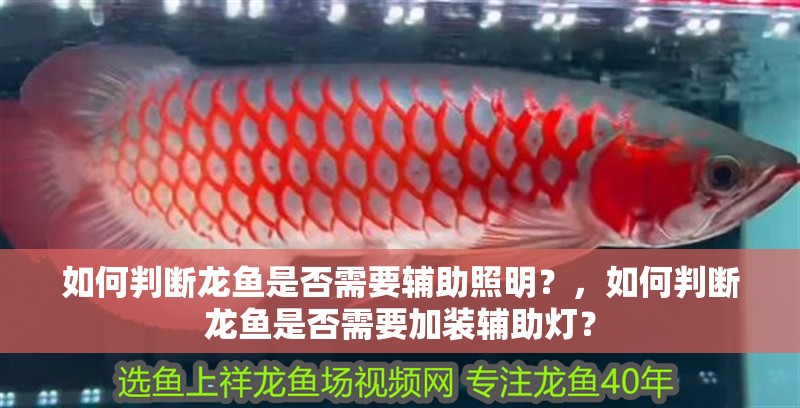 如何判斷龍魚是否需要輔助照明？，如何判斷龍魚是否需要加裝輔助燈？
