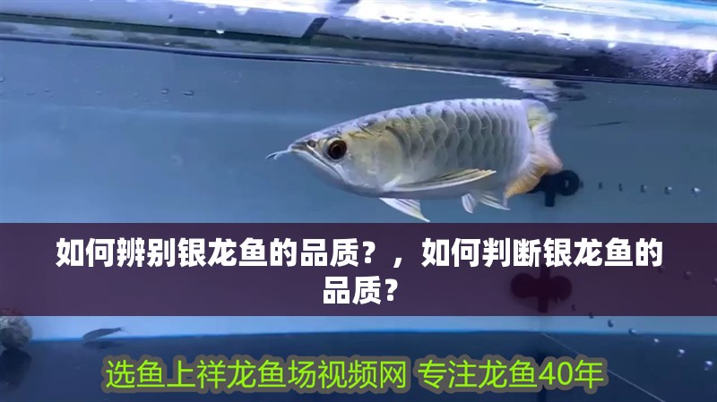 如何辨別銀龍魚(yú)的品質(zhì)？，如何判斷銀龍魚(yú)的品質(zhì)？