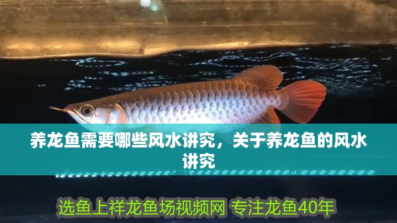 養龍魚需要哪些風水講究，關于養龍魚的風水講究