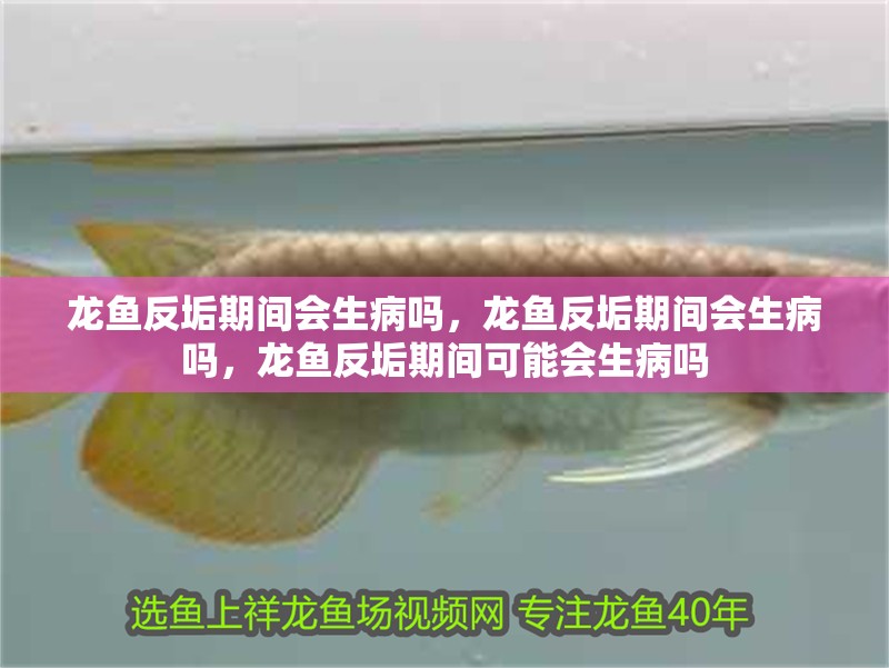 龍魚反垢期間會生病嗎，龍魚反垢期間會生病嗎，龍魚反垢期間可能會生病嗎