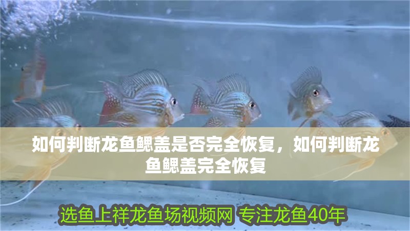 如何判斷龍魚鰓蓋是否完全恢復，如何判斷龍魚鰓蓋完全恢復